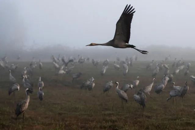 A cranes flies as others gather during the migration season on a foggy morning at Hula Nature Reserve, in northern Israel on November 17, 2020. (Photo by Ronen Zvulun/Reuters)