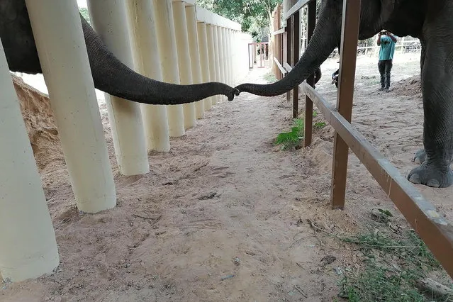 This handout photo taken and released on December 1, 2020 by the Cambodia Wildlife Sanctuary shows newly arrived Asian elephant Kaavan (L) touching trunks with another elephant in his new enclosure at the Kulen Prom Tep Wildlife Sanctuary in Cambodia's Oddar Meanchey province. (Photo by Pedro Vella/Cambodia Wildlife Sanctuary/AFP Photo)