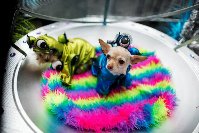 Dogs dressed as aliens take part in the annual halloween dog parade at Manhattan's Tompkins Square Park in New York, U.S. October 22, 2016. (Photo by Eduardo Munoz/Reuters)