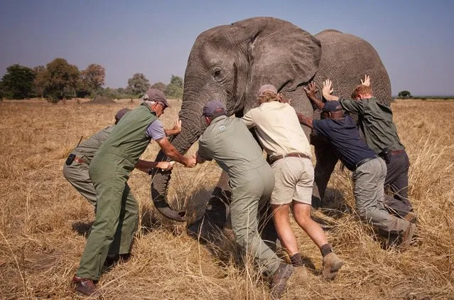 This handout image released by Kensington Palace on October 28, 2016 shows Prince Harry while he worked in Malawi with African Parks as part of an initiative involving moving 500 elephants over 350 kilometers across Malawi from Liwonde National Park and Majete Wildlife Reserve to Nkhotakota Wildlife Reserve.  (Photo by Frank Weitzer/African Parks/Kensington Palace via Getty Images)