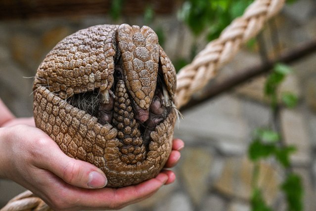 Zookeeper Agata holds a rare newborn Brazilian three-banded armadillo inside its enclosure at the Wroclaw Zoo in Wroclaw, Poland on May 11, 2023. The Tolypeutes matatus, or the southern armor also known as bolita or tatu-bola, is a fairly popular animal in South America but is increasingly rare. The new zoo child was born on March 23. The species is listed as vulnerable by the International Union for the Conservation of Nature (IUCN) and threatened by habitat loss and hunting. (Photo by Omar Marques/Anadolu Agency via Getty Images)