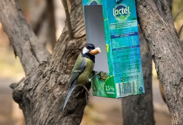 A tomtit bird sits on a feeding rack made from an empty milk carton in a park in Almaty, Kazakhstan, November 1, 2016. (Photo by Shamil Zhumatov/Reuters)