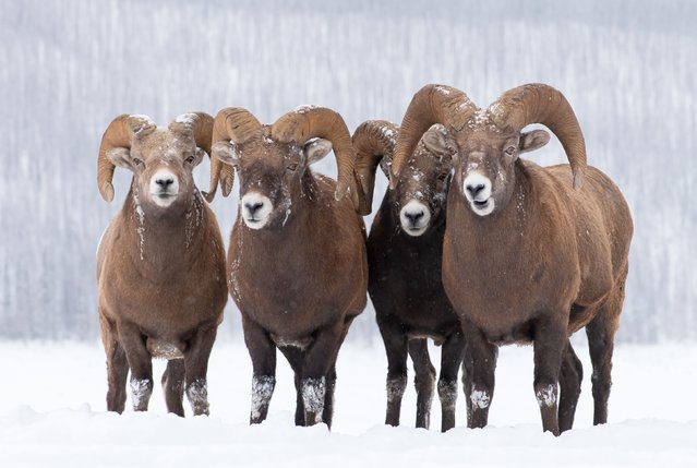 Bighorn rams in the Canadian Rockies are competing for females in the first decade of December 2025. Their horns, which often display damage from their contests, can weigh up to 14kg. (Photo by Mike Ashbee/Solent News & Photo Agency)