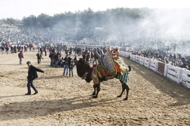 Wrestling camels walk around the Pamucak arena during the Selcuk-Efes Camel Wrestling Festival in the town of Selcuk, near the western Turkish coastal city of Izmir January 18, 2015. (Photo by Osman Orsal/Reuters)