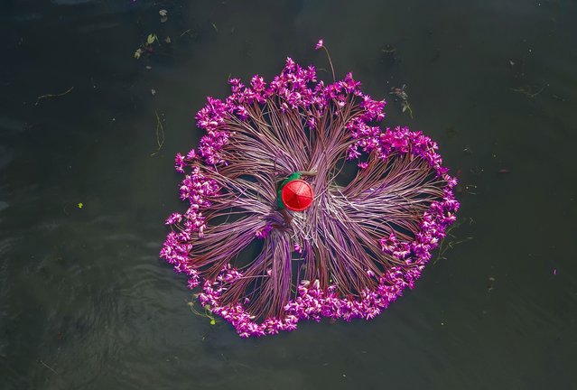 Aerial view of farmers collecting the Water Lilies in Satla Union, Uzirpur upazila of Barisal city in Bangladesh on September 29, 2024. Water lilies is cultivated in about 10,000 acres of wetlands of this village called Uttar Satla. 80% of the villagers peoples are involved in Water lilies cultivation and marketing. From this village water lilies are supplied to different parts of the country. (Photo by Muhammad Amdad Hossain/ZUMA Press Wire/Rex Features/Shutterstock)