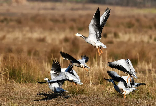 A flock of spotted geese are seen at the Caohai National Nature Reserve in Weining Yi, Hui and Miao Autonomous County, Bijie, southwest China's Guizhou Province, February 1, 2021. Caohai was listed as a national nature reserve in 1992 and is an important wintering ground and migration transfer station for birds such as black-necked cranes, grey cranes and spotted geese. In recent years, Guizhou Province has vigorously promoted comprehensive measures and wetland restoration in Caohai National Nature Reserve, with more than 100,000 birds coming to overwinter every year. (Photo by Xinhua News Agency/Rex Features/Shutterstock)