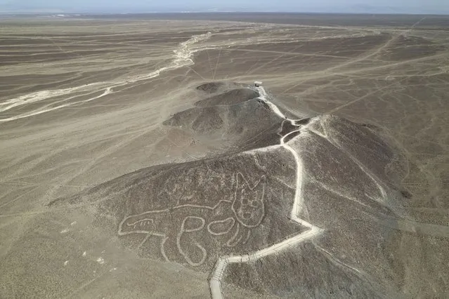 A cat-like Nazca Line geoglyph is seen from above in Nazca, Peru, Wednesday, May 17, 2023. (Photo by Martin Mejia/AP Photo)