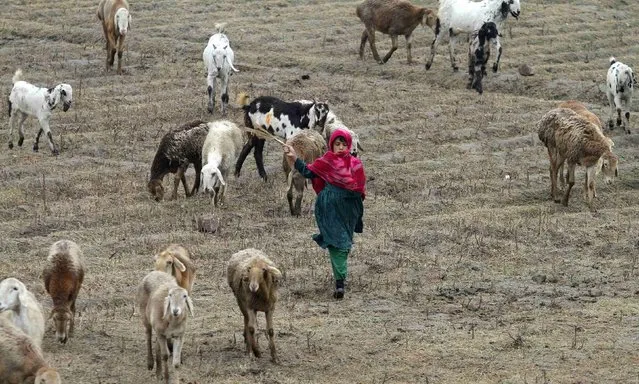 A nomad girl runs while grazing her family's goats and seeps on the outskirts of Peshawar January 22, 2015. (Photo by Fayaz Aziz/Reuters)