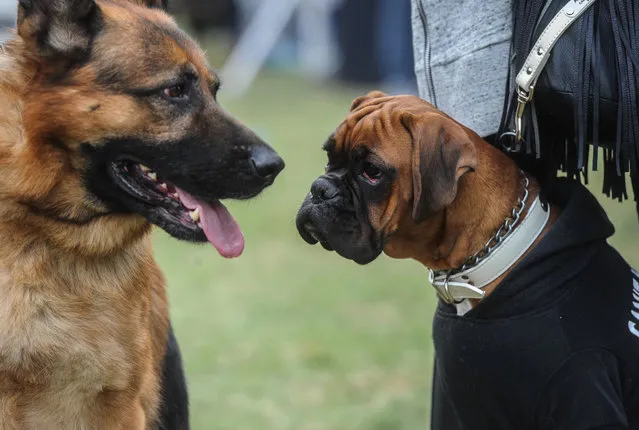 A Boxer, right, and German Shepherd dog participate in the first international tournament in Kuwait for purebred dogs, with participants from Saudi Arabia, Kuwait , Bahrain & Germany in Kuwait City, Saturday, December 12, 2015. (Photo by AP Photo )