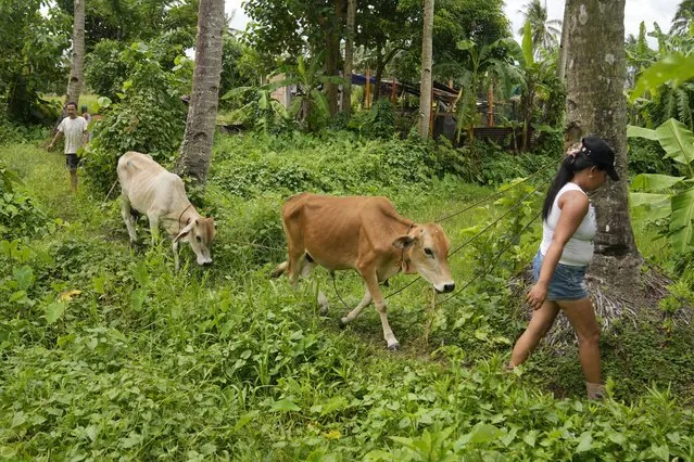 Farmers bring their cows to a pooling center outside the 6-kilometer “permanent danger zone” near Mayon Volcano in Daraga, Albay province, northeastern Philippines, Sunday, June 11, 2023. (Photo by Aaron Favila/AP Photo)