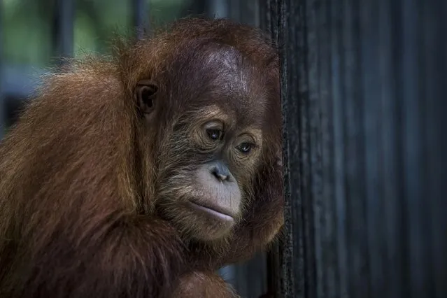 A sumatran orangutan (Pongo abelii) is seen inside a cage at Sumatran Orangutan Conservation Programme's rehabilitation center on November 10, 2016 in Kuta Mbelin, North Sumatra, Indonesia. (Photo by Ulet Ifansasti/Getty Images)