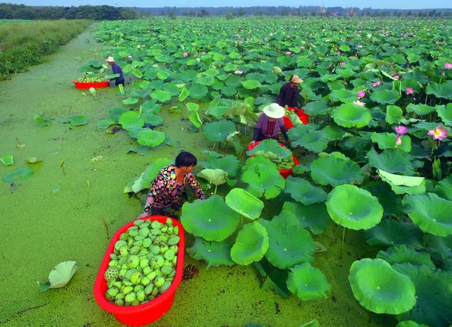 This photo taken on August 1, 2018 shows people harvesting seed pods of lotus flowers from a pond in Tancheng in China's eastern Shandong province. (Photo by AFP Photo/China Stringer Network)