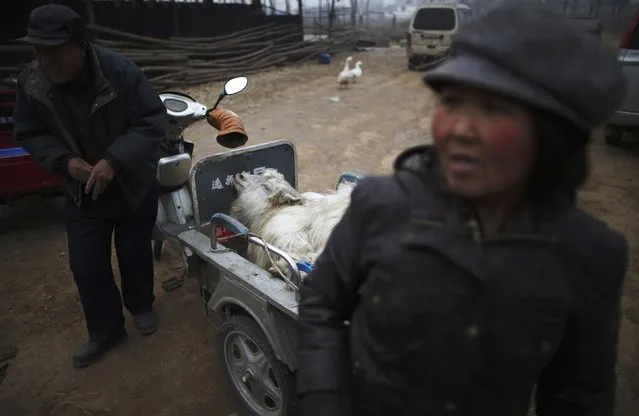 Farmers bring a goat to a slaughterhouse at Dashiwo village, on the outskirts of Beijing January 26, 2015. (Photo by Kim Kyung-Hoon/Reuters)