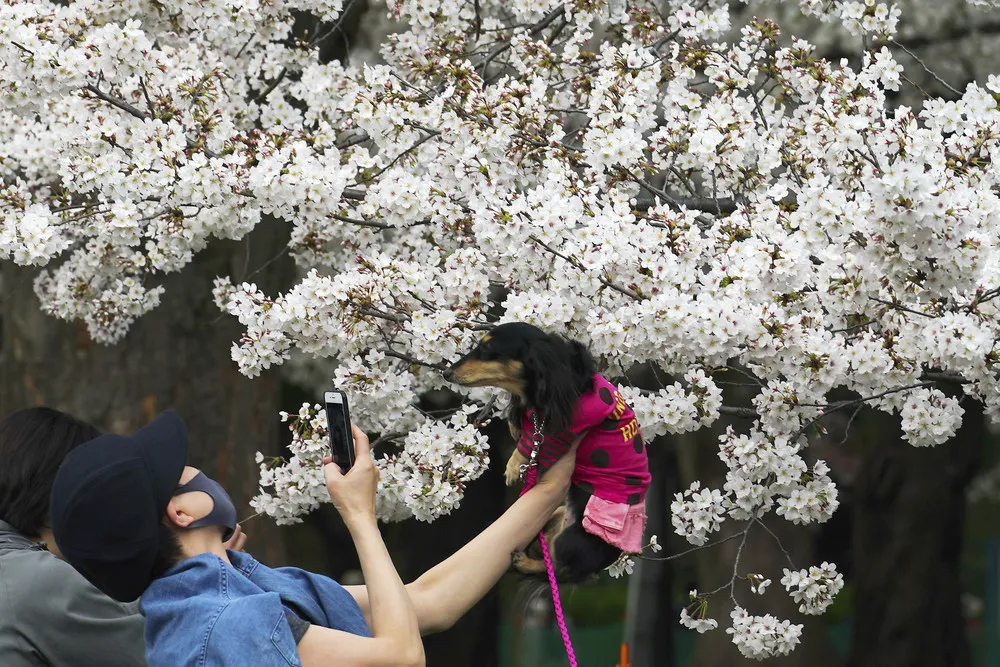 A Look at Life in Japan