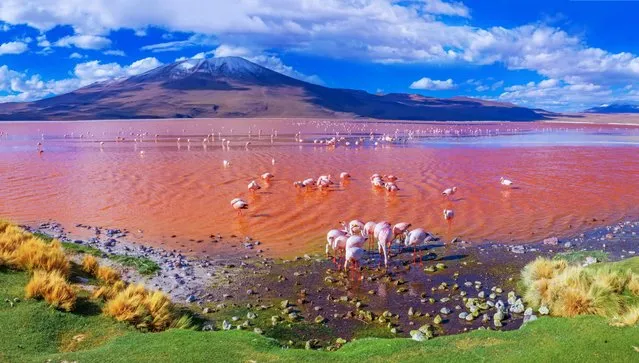 Flamingoes in Laguna Colorada, Altiplano, Bolivia, South America in 2018. (Photo by Oksana Belikova/Rex Features/Shutterstock)