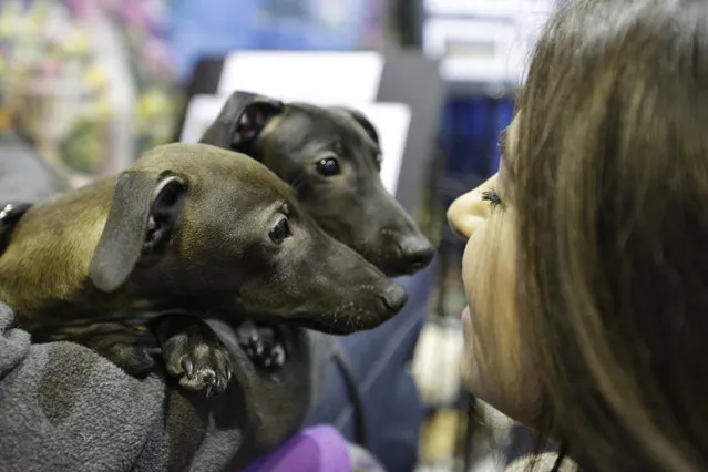 Lily Bahramipour of Montclair, N.J. meets Italian Greyhounds Bleecker, left, and Mabily during the American Kennel Club Meet the Breed event, Saturday, February 14, 2015, in New York. (Photo by Mary Altaffer/AP Photo)