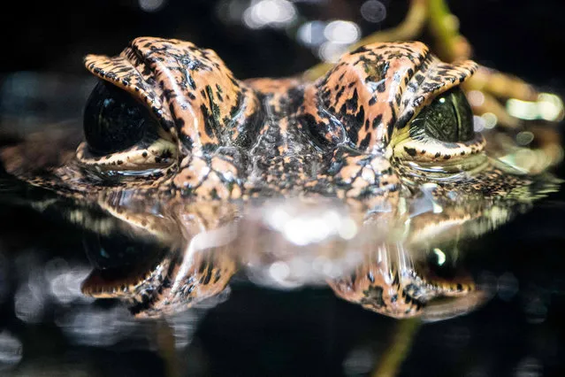 A stump crocodile is swimming in its enclosure on August 27, 2018 in in Wuppertal, Germany. (Photo by Federico Gambarini/DPA)