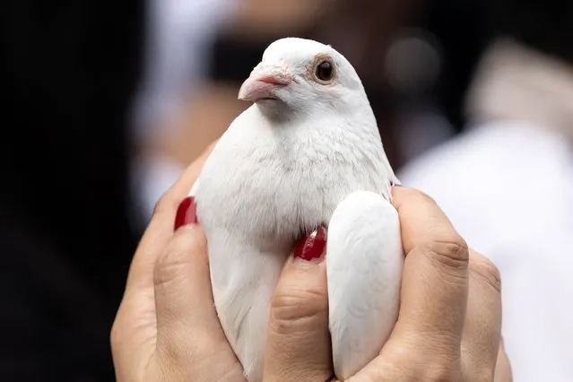 A woman holds a white dove before releasing as a tribute to the war dead at the Yasukuni Shrine on August 15, 2023 in Tokyo, Japan. Japan marked the 78th anniversary of its surrender in World War II today. (Photo by Tomohiro Ohsumi/Getty Images)