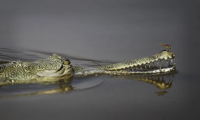 In this photo taken Wednesday, April 30, 2014, a dragonfly sits on the nose of a Gharial, rare crocodile-like creatures, in the River Chambal near Bhopepura village in the northern Indian state of Uttar Pradesh. The narrow 250-mile stretch of the Chambal is a place of crocodiles and jackals, of river dolphins and the occasional wolf. Hundreds of species of birds, storks, geese, babblers, larks, falcons and so many more, nest along the river. (Photo by Altaf Qadri/AP Photo)