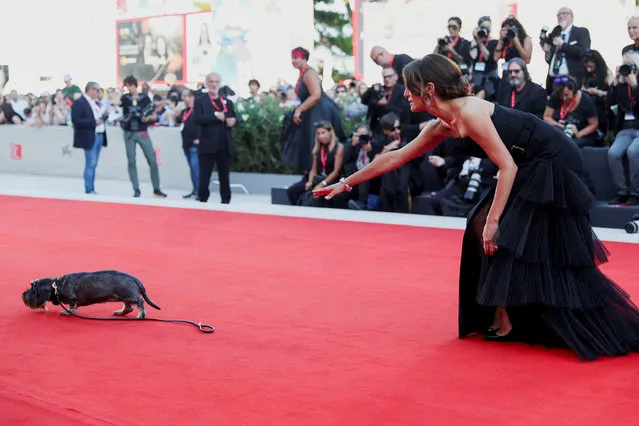 Italian actor Caterina Murino, host of the 80th Venice Film Festival, gestures next to her dog Sole at the premiere for the film “Poor Things” in competition on September 1st, 2023. (Photo by Yara Nardi/Reuters)