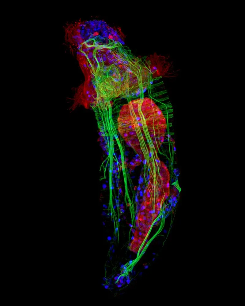 Nikon Small World Photomicrography Competition 2013