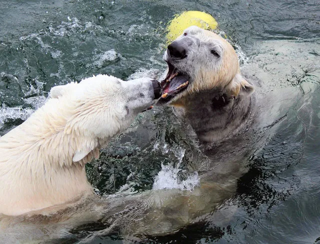 A handout picture made available by the Wilhelma zoo on 17 March 2015 shows polar bears Corinna (L) and summer guest from Nuremberg, Felix (R), meeting for the first time in the polar bear enclosure in the Wilhelma in Stuttgart, Germany, 17 March 2015. Corinna (25) and Felix (13) are supposed to mate and produce offspring, a purpose Felix has fulfilled a few times already. (Photo by Harald Knitter/EPA/DPA)