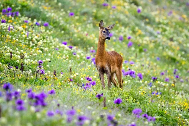 A Roe deer, Anatolia's smallest deer species, is seen as they are under protection due to their critically endangered populations, in the highlands of Rize, Turkiye on July 19, 2023. They live in mountains or forested areas throughout the Marmara region and in certain parts of the Aegean, Mediterranean, Central Anatolia and Southeastern Anatolia regions. Roe deer can also be seen in large and dense forest borders and plateaus in the northern regions of the Black Sea. (Photo by Alper Tuydes/Anadolu Agency via Getty Images)