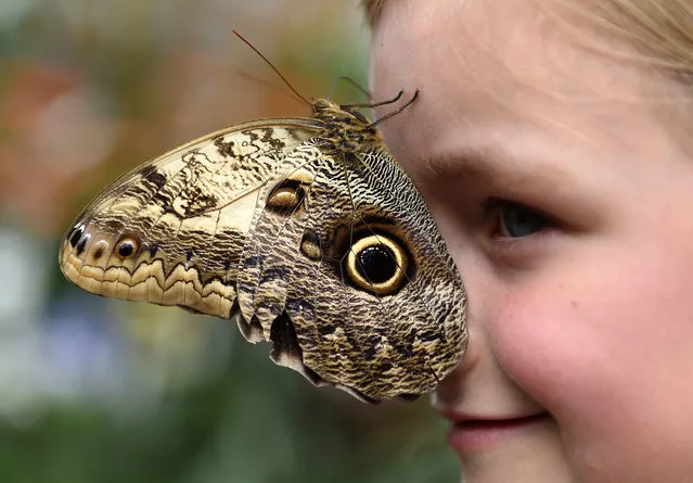 An Owl Wing Butterfly rests on the face of a young girl at a butterfly exhibition at the Natural History Museum in London, Britain, 31 March 2015. Hundreds of  tropical butterflies are on show at the exhibit that runs from 02 April to 13 September. (Photo by Andy Rain/EPA)