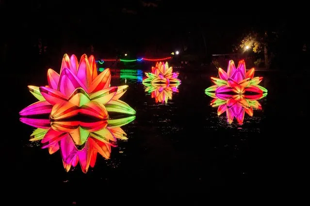 The installation Lillies by the Hungarian artists Réka Magyar and Péter Koros glows at Peasholm Park in Scarborough, UK as part of the North Yorkshire town’s lights festival on November 14, 2023. (Photo by Christopher Thomond/The Guardian)
