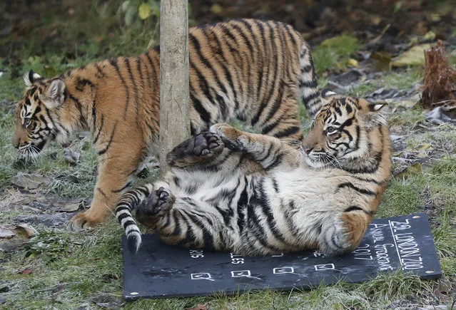 Sixth month old Sumatran tiger cubs Achilles and Karis play with a blackboard during a photo call for the annual stock take at London Zoo in London, Tuesday, January 3, 2017. (Photo by Kirsty Wigglesworth/AP Photo)