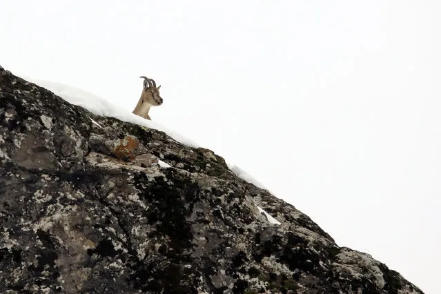A capra aegagrus which is enlisted in the Red List of Threatened Species of the International Union for Conservation of Nature (IUCN), is seen on snow covered rocks of Seytan Mountains during winter season in Kigi district of Bingol, Turkey on January 23, 2019. Capra Aegagruses and Rupicapra Rupicapras are two different species of goat types. Since they have difficulty in finding forage plants due to snow, they move to the lower places of the area in droves. The area with 24,858 hectares wide and bluffs of the mountains are ideal form for sustaining their lives – by climbing or leaping among mountains' rocks of Kigi and Yedisu districts. These wild places are also the home for various bird species including partridges and eagles. (Photo by Ali Ihsan Ozturk/Anadolu Agency/Getty Images)
