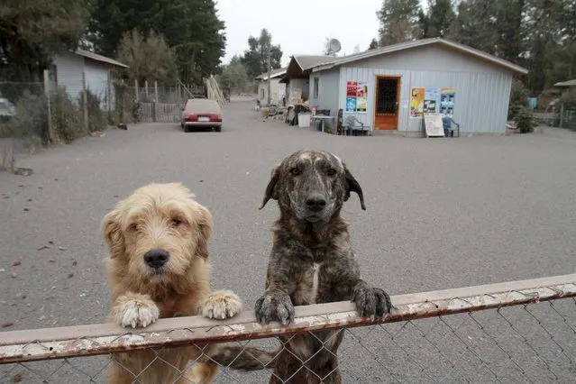 Dogs look over a fence while standing on the ground covered in ash from Calbuco volcano in Ensenada, April 23, 2015. (Photo by Carlos Gutierrez/Reuters)