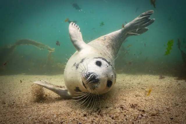 British Waters Compact category winner. Playtime? by Martin Edser (UK) in Farne Islands, UK. “If ever there was an invitation to play this was it! I love diving with and photographing seals, and have dived with them round the UK but this was my first trip to The Farne Islands. The younger pups especially were very curious of us lumbering black bubble monsters. This adorable seal pirouetted and arabesqued around me before sliding in and flicking sand over itself in a final attempt to get me to play. I have tried to focus and lock on the face but also capture a sense of movement”. (Photo by Martin Edser/Underwater Photographer of the Year 2019)