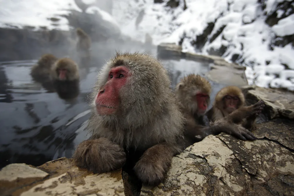 Monkeys in a Hot Spring