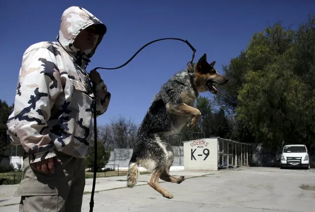 A dog trainer works with a previously abandoned dog at a police centre in Saltillo, Mexico March 4, 2016. (Photo by Daniel Becerril/Reuters)