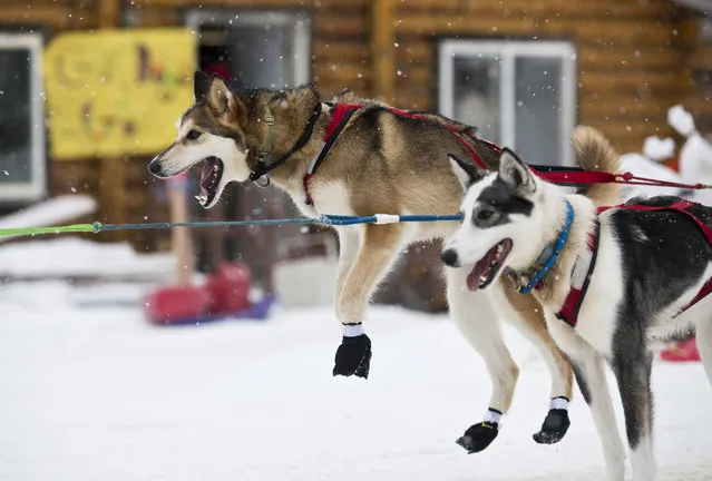A dog in Travis Beals' team leaps after arriving in Shageluk, Alaska, during the Iditarod Trail Sled Dog Race, Friday, March 8, 2019. (Photo by Marc Lester/Anchorage Daily News via AP Photo)