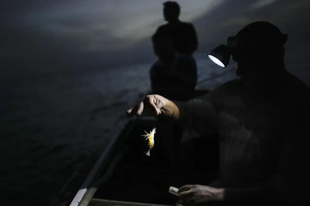 Fisherman Jesus Vega shows a shrimp he caught while out shrimping on Lake Maracaibo near Cabimas, Zulia state, Venezuela, Tuesday, December 26, 2023. (Photo by Matias Delacroix/AP Photo)