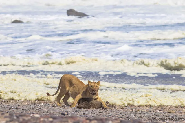 A lioness feeds on a seal at Namibia’s Skeleton Coast. A study has shown that lions have adapted to hunt seals and seabirds in Namibia. (Photo by P. Stander/Namibian Journal of the Environment)