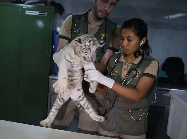 Veterinarians Ewerton Luis de Lima and Lizzie Ortiz hold a white Bengal tiger cub born in captivity during a press presentation at Huachipa's private zoo in Lima, Peru, March 16, 2016. (Photo by Mariana Bazo/Reuters)