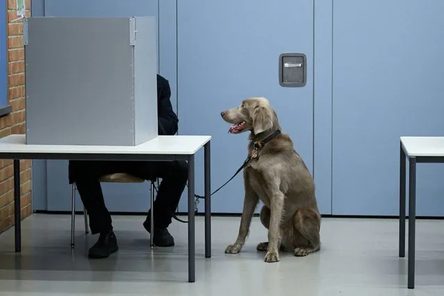 Holger, a local citizen, votes as his dog Oskar waits during a partly rerun election of the German federal parliament from September 26, 2021, after Germany's constitutional court decision, in Berlin, Germany on February 11, 2024. (Photo by Annegret Hilse/Reuters)