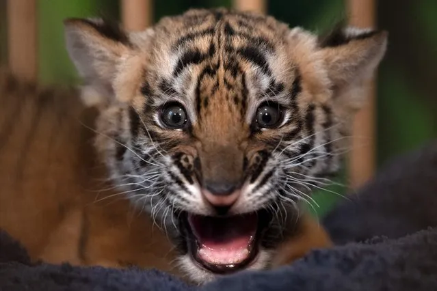 A picture taken on February 17, 2024 shows a Bengal Tiger cub born in captivity at the “Reserva La Pequena Africa” in Jimena de la Frontera, near Cadiz. The baby bengal tiger was born on December 29, 2023. Tigers are classified as endangered on the Red List of threatened species prepared by the IUCN (International Union for Conservation of Nature). Of the nine subspecies that existed, only six remain today: the Bengal tiger, the Amur tiger, the South China tiger, the Sumatran tiger, the Indochina tiger and the Malayan tiger. (Photo by Jorge Guerrero/AFP Photo)