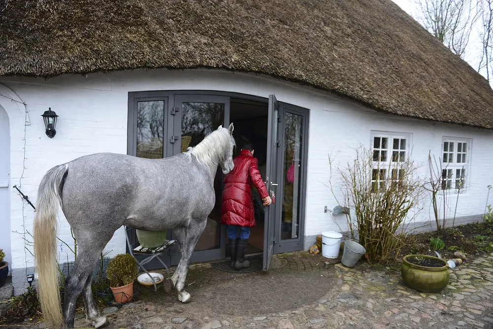 Doctor Shares her House with a Horse Following Storm