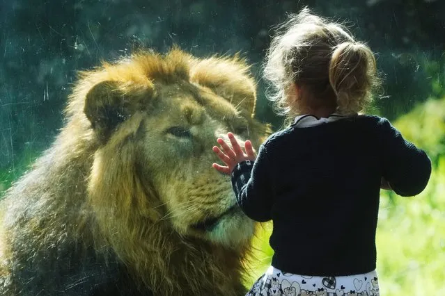 A child and any Asiatic Lion look at each other through a glass at Rome's Zoo, Thursday, March 7, 2024. (Photo by Gregorio Borgia/AP Photo)