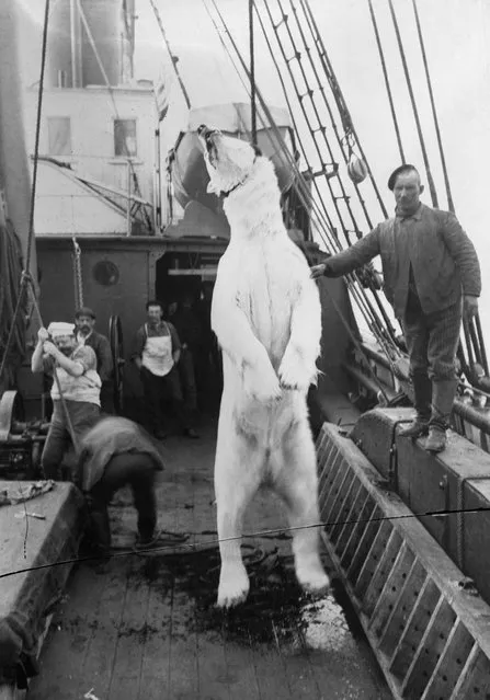 “There is a shooting and trapping mania on board at present, a good thing as it keeps them in health and good spirits”, she writes, also mentioning plenty of dances and football matches. Here: Loading a polar bear carcass on to Neptune, Hudson Bay, Nunavut, July 20, 1904. (Photo by Geraldine Moodie/The Guardian)