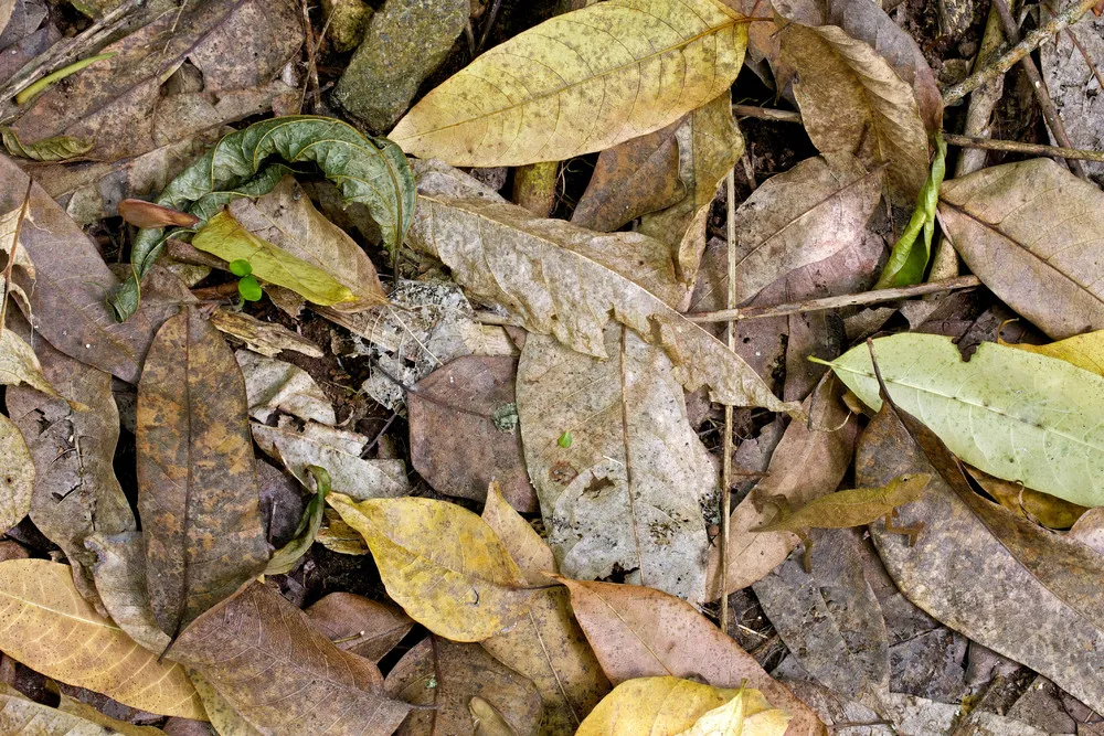 Camouflaged Insects