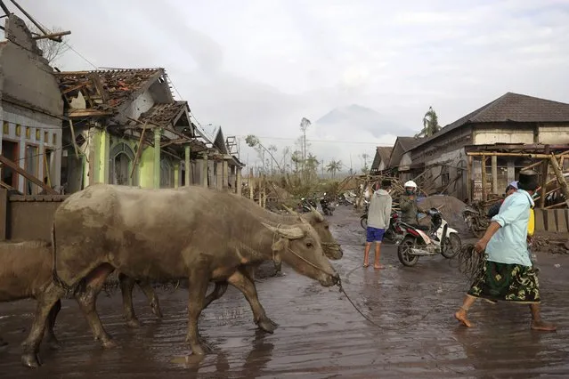 A man brings his buffaloes for evacuation past houses covered with ash following an eruption of Mount Semeru, seen in the background, in Lumajang, East Java, Indonesia, Sunday, December 5, 2021. The highest volcano on Indonesia’s most densely populated island of Java spewed thick columns of ash, searing gas and lava down its slopes in a sudden eruption triggered by heavy rains on Saturday. (Photo by Trisnadi/AP Photo)