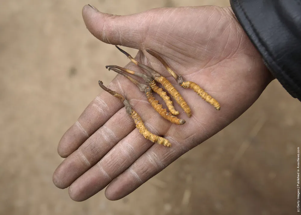 Ophiocordyceps Sinensis A.K.A. Caterpillar Fungus