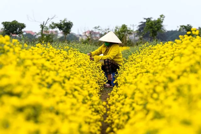 A farmer harvests chrysanthemums in Hung Yen province on December 21, 2021. (Photo by Nhac Nguyen/AFP Photo)