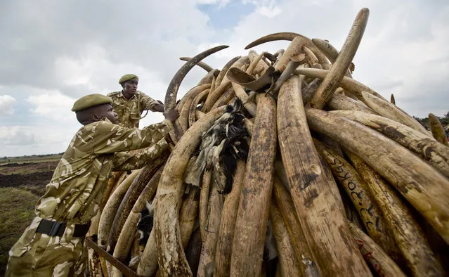 Rangers from the Kenya Wildlife Service (KWS) stack elephant tusks into pyres, after carrying it from shipping containers full of ivory transported from around the country, in Nairobi National Park, Kenya Wednesday, April 20, 2016. Around 105 tonnes of ivory and other endangered animal products are due to be burned next week, the largest single destruction of ivory in history according to the KWS, to coincide with the Giants Club summit for the protection of elephants which will be held in Kenya April 28-30. (Photo by Ben Curtis/AP Photo)