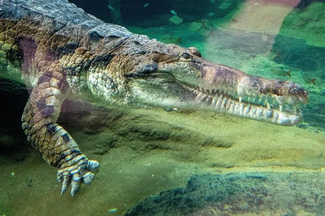 One of two Gharial crocodiles (Tomistoma schlegelii) swims in the Orientarium in Lodz, Poland, 11 January 2022. Two adult individuals of the Asian crocodile species, named “Kraken” and “Penelopa”, came to Lodz Zoo from the Safari Park Dvur Kralove in the Czech Republic. “Kraken” is over 5 meters and weighs over half a ton, while “Penelopa” is only 2 meters and weighs about 100 kg. The Orientarium regularly receives animals before the upcoming opening. (Photo by Grzegorz Miachalowski/EPA/EFE)